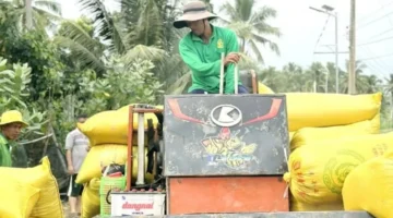 تطوير زراعي جديد لزيادة إنتاج أرز ST25 بكفاءة عالية